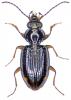 Bembidion lunulatum